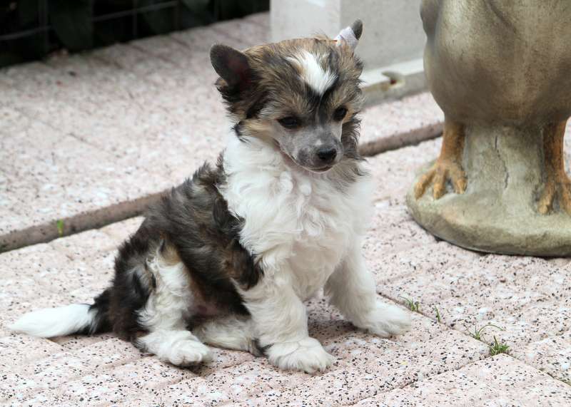 Solino's Lili Liliput