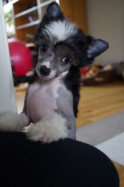 De La Mahafu's GI Princess Ninni