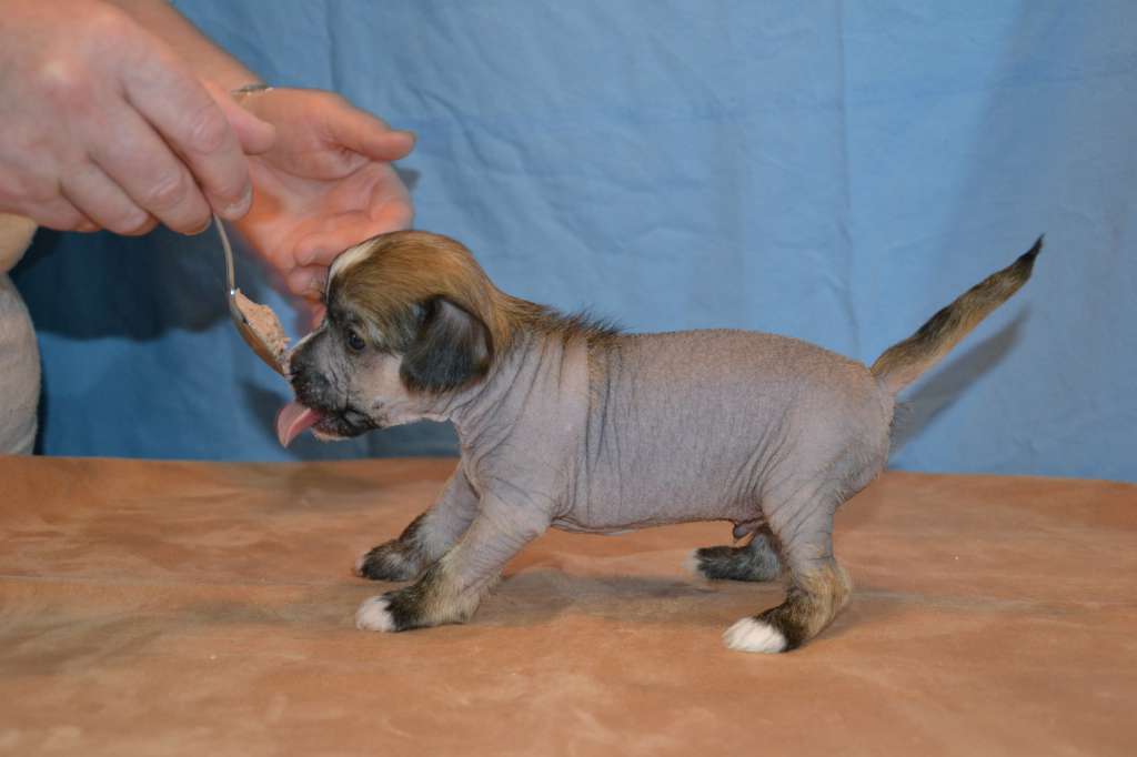 De La Mahafu's GI Princ Nicklas