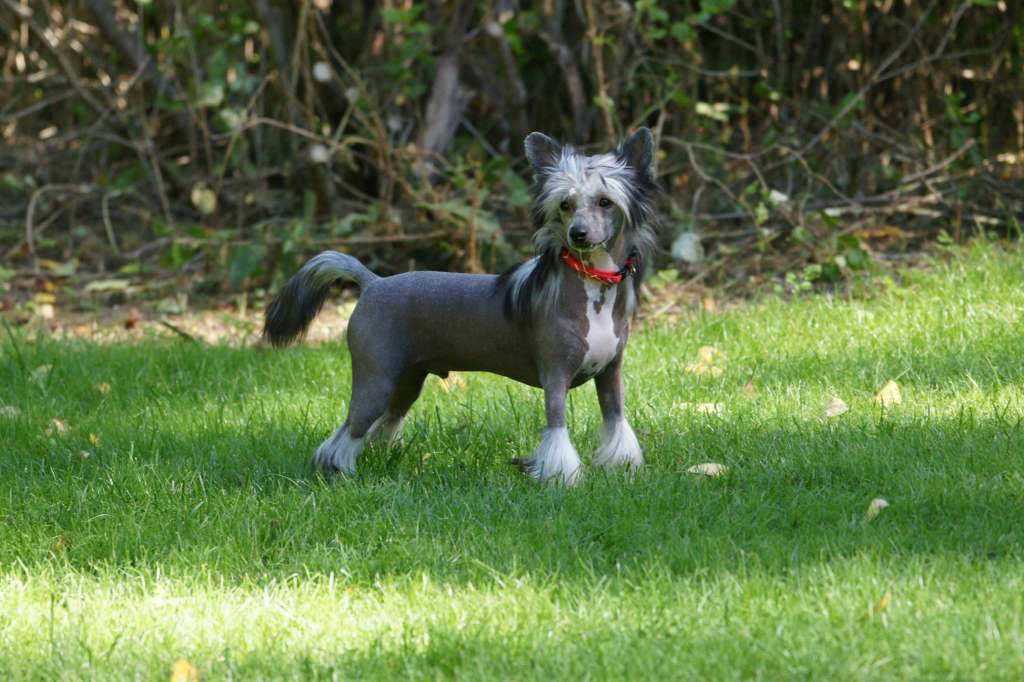 De La Mahafu's GI Princ Black Nick