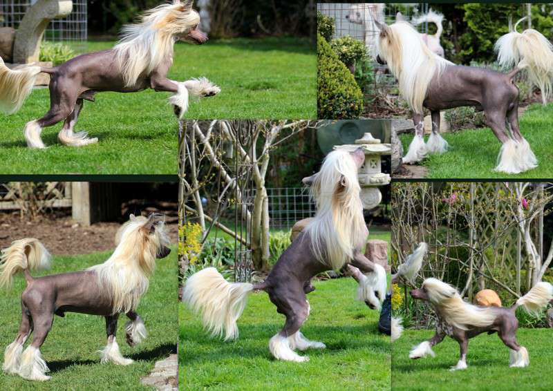 Solino's Karlie's Whisper