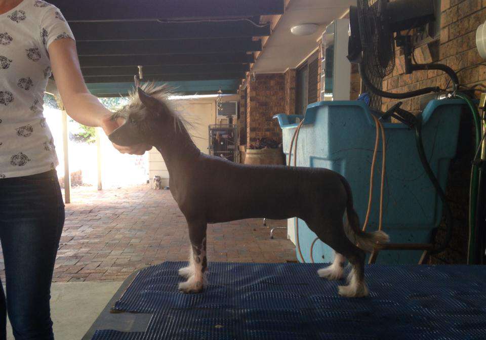 Karakush Slippery Lil Sucker