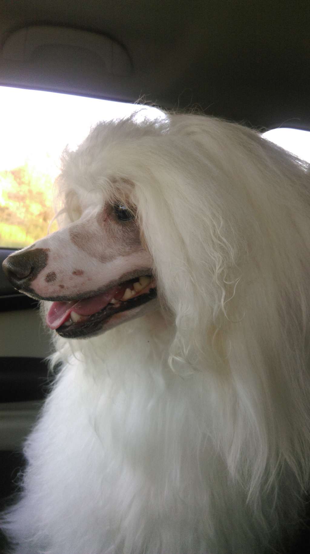 Shelcovij Shlejf Shevalie De Blond