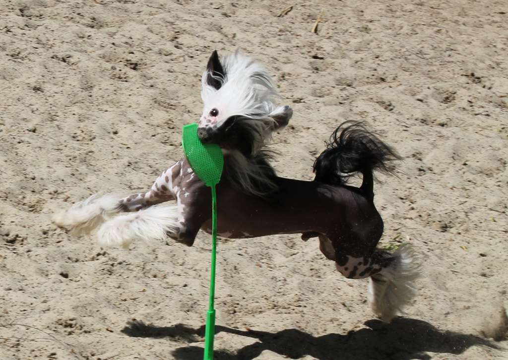 Navarro Top Model De Rama