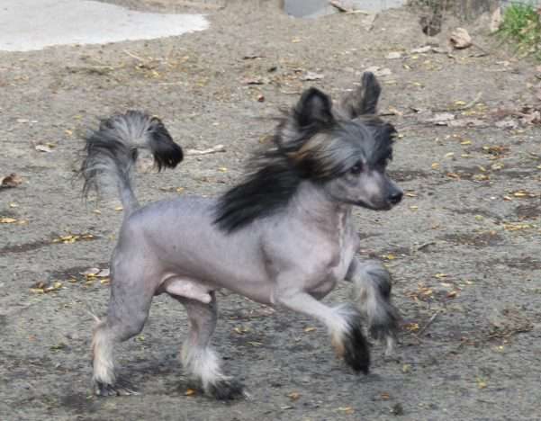 Navaro Top Model De Rama