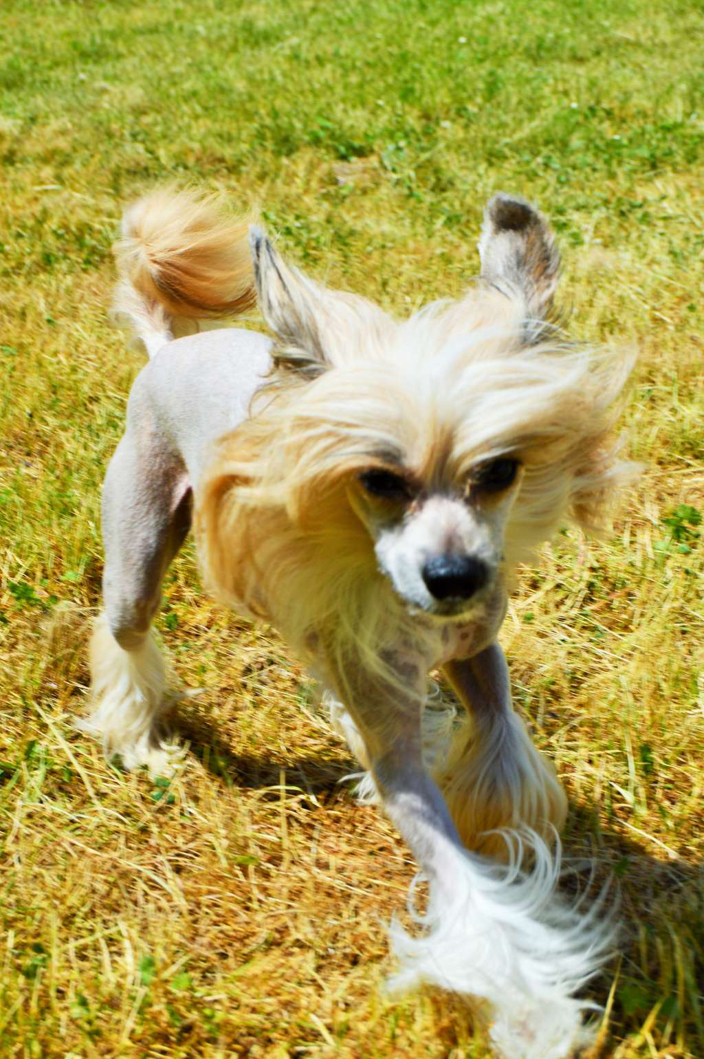 Barocco Love Chinese Butterfly