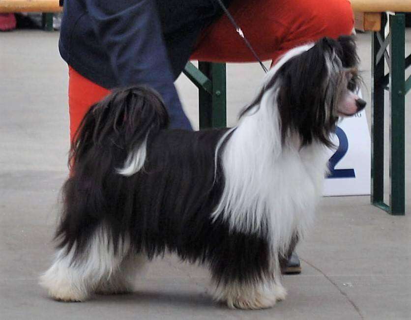 Ch. Live A Little of Angel's Legacy