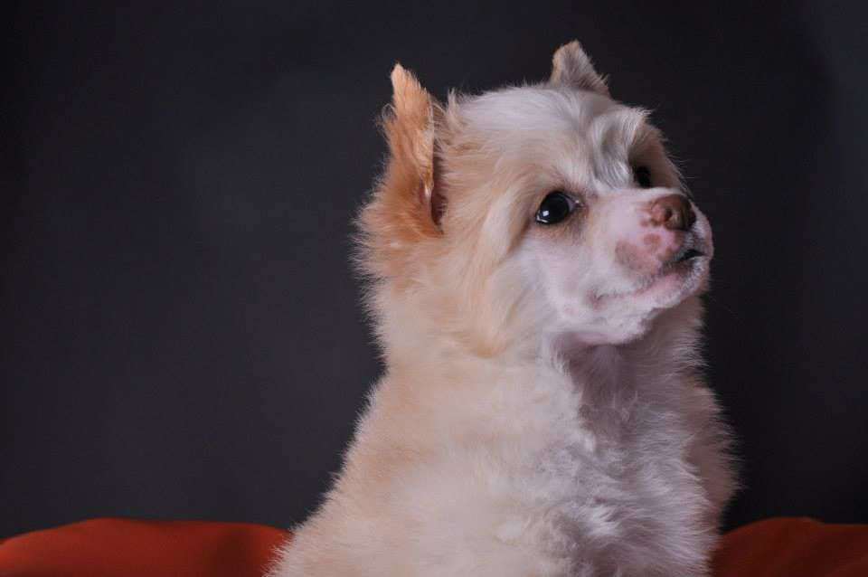 Arcadia Modern family