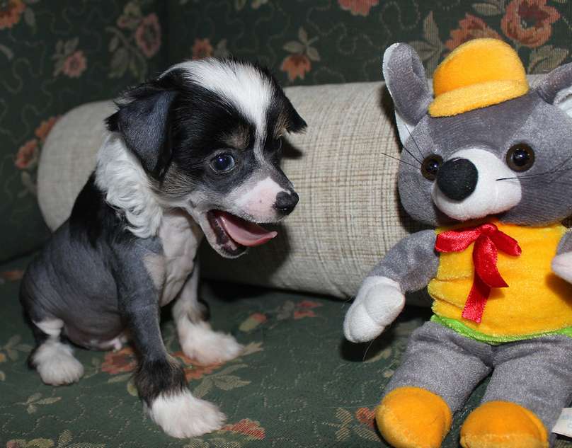 Angel O'Check Vavilon.