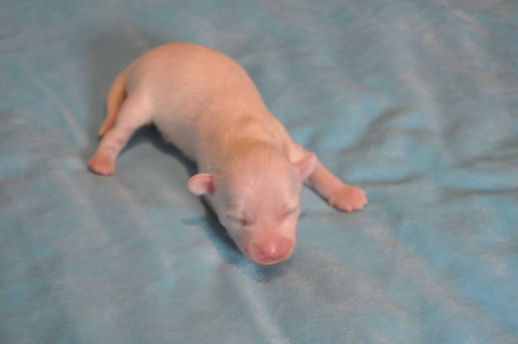 Snow Du Pré des Trolls