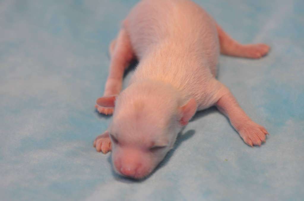 Schana Du Pré des Trolls