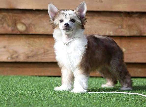 Shumllea A Saint She Aint