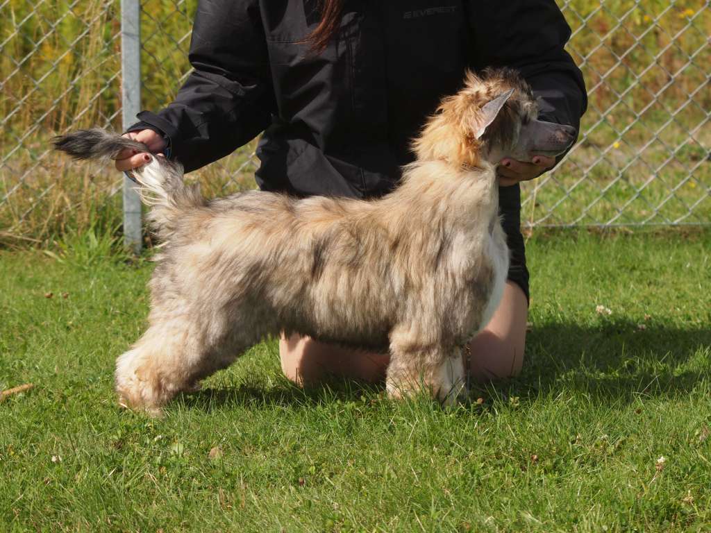 Lusiras Beyond Imagination