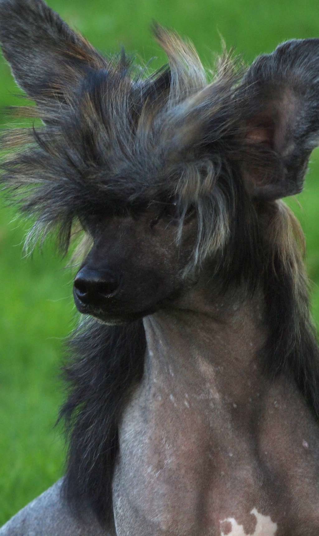 Lusiras Born To Be Wild