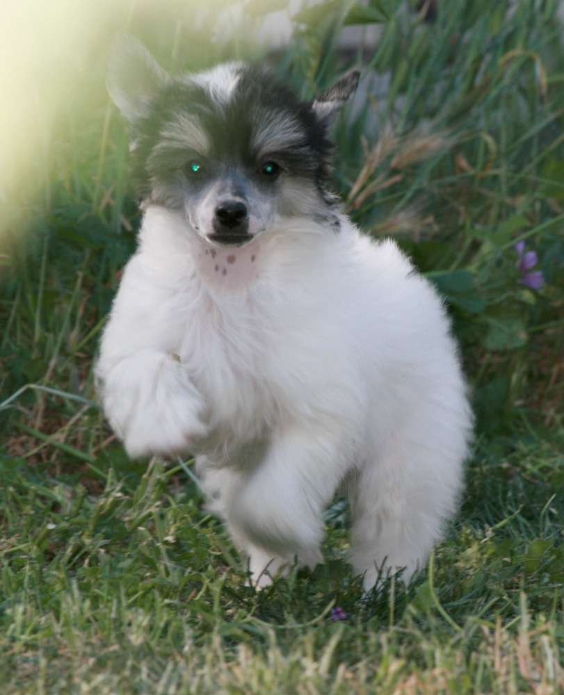 Romantic Fairy Tale  Laska