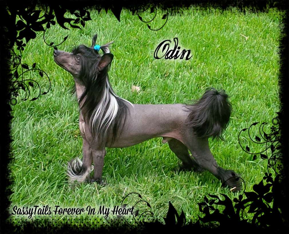 SassyTails Forever In My Heart