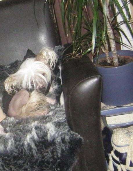 Linaewen de L'Orée des Rêves