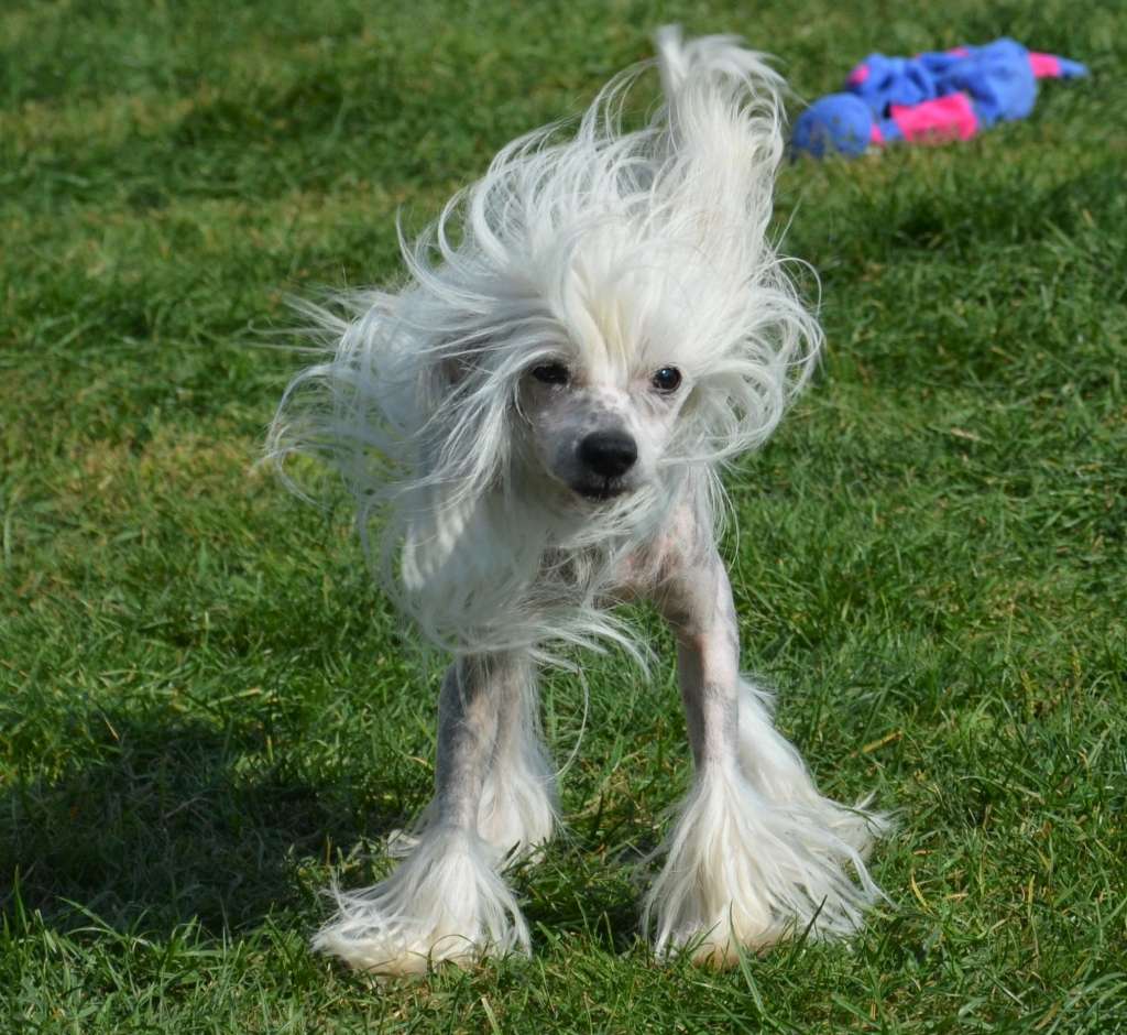 Abigayl Magnum Cor (fci)