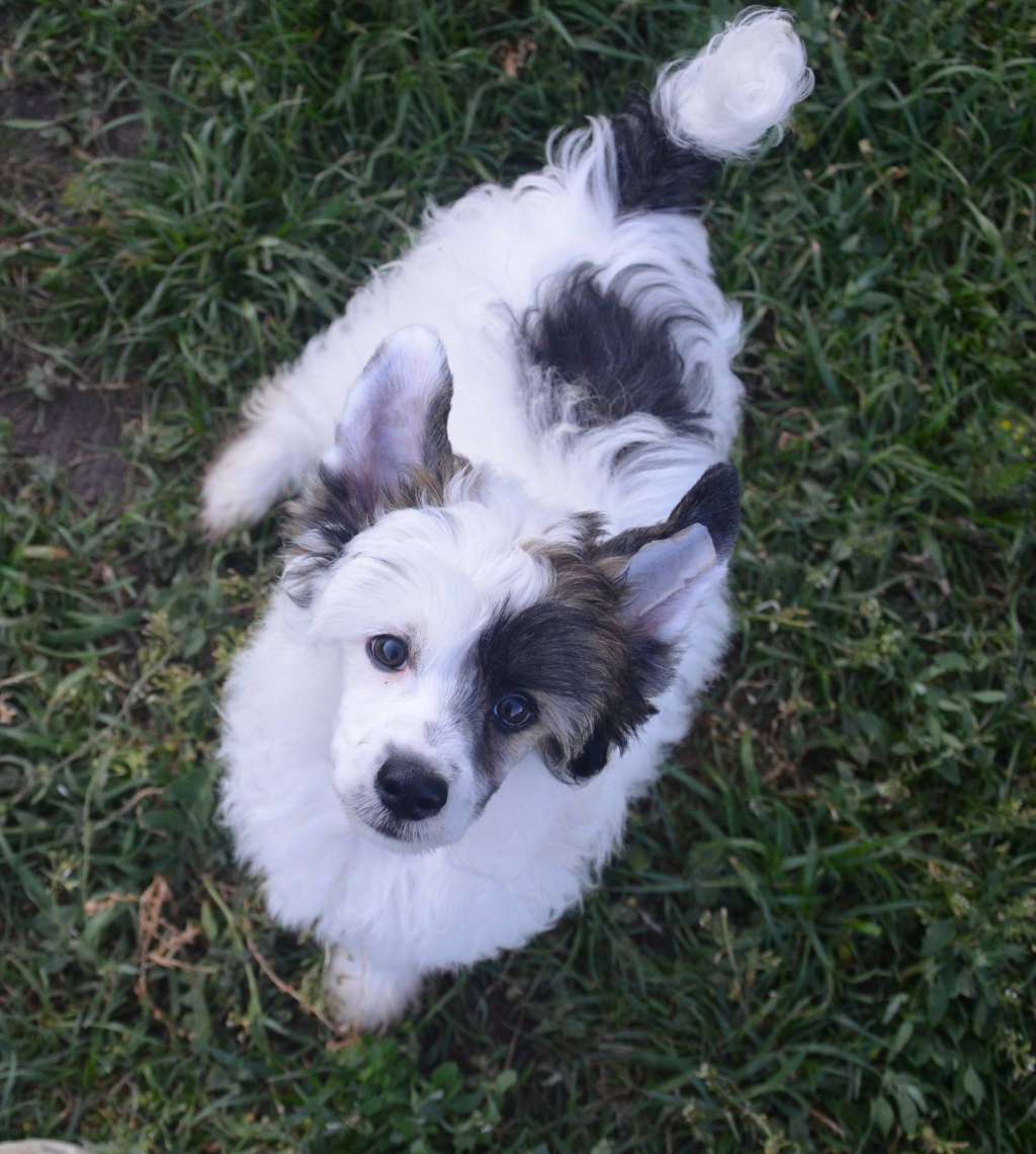 Aragorn Magnum Cor(fci)