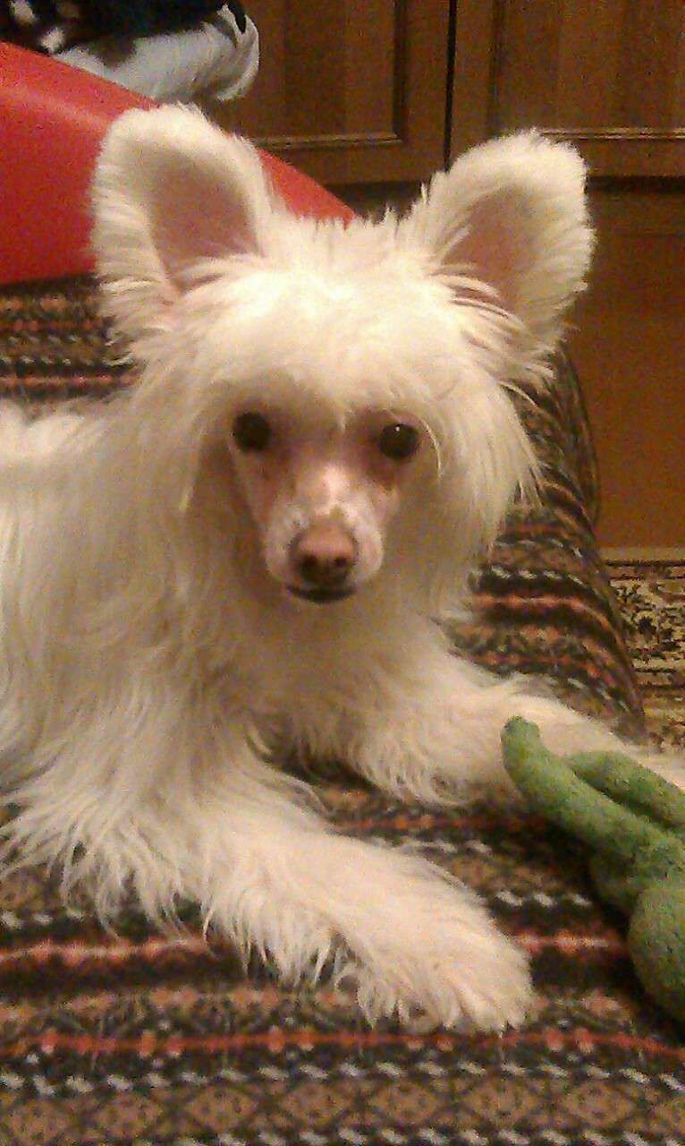 Magic of Success Emily Early Bird