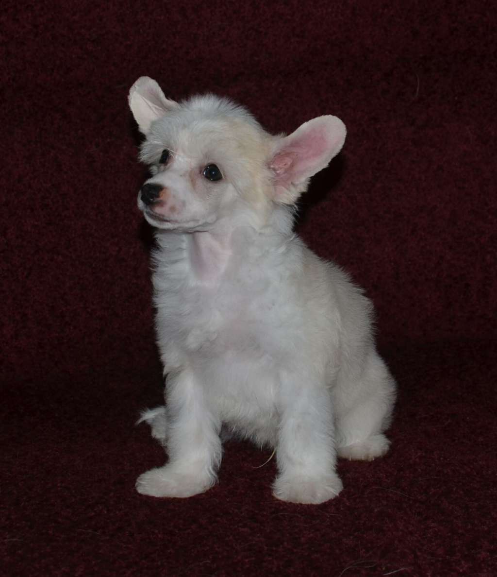 Magic of Success Eclair Luxury Net