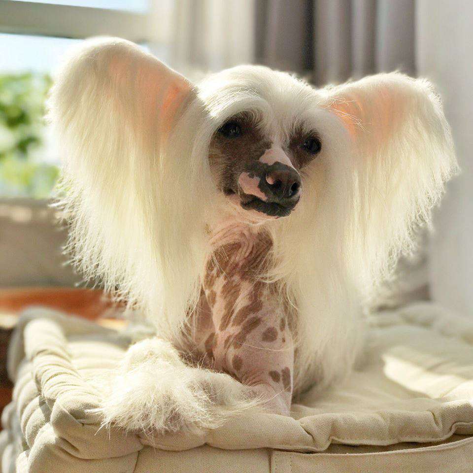 Magic of Success Etolies Brillent