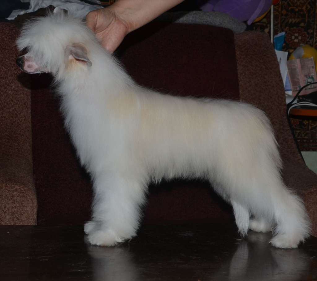 Magic of Success Exalted Choice