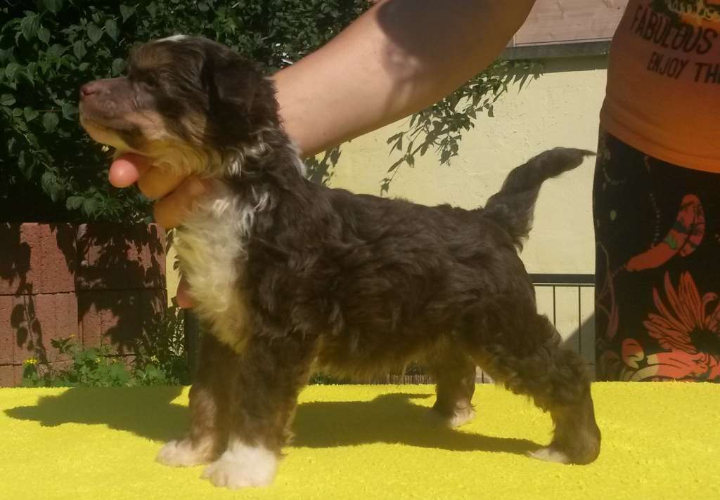 Olala Zatto Gold Anet