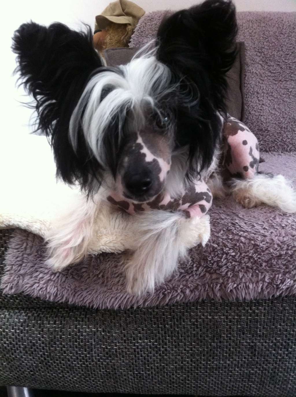 Clan of Stork's Nilsson