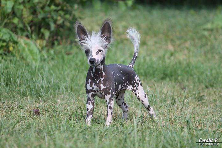 Lady Pin Up De La Vidatosca