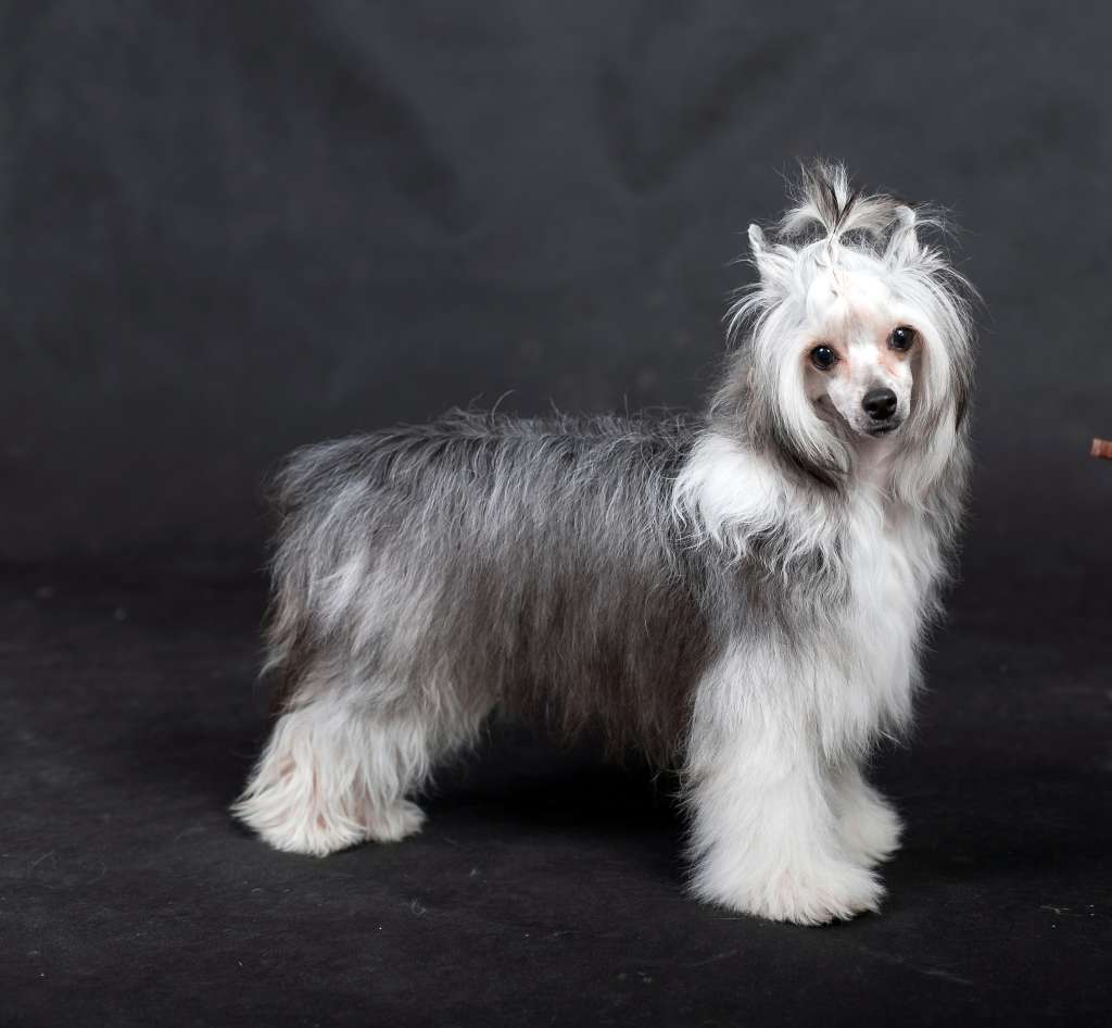 Super Special Iz Ordena Ekate-Riny