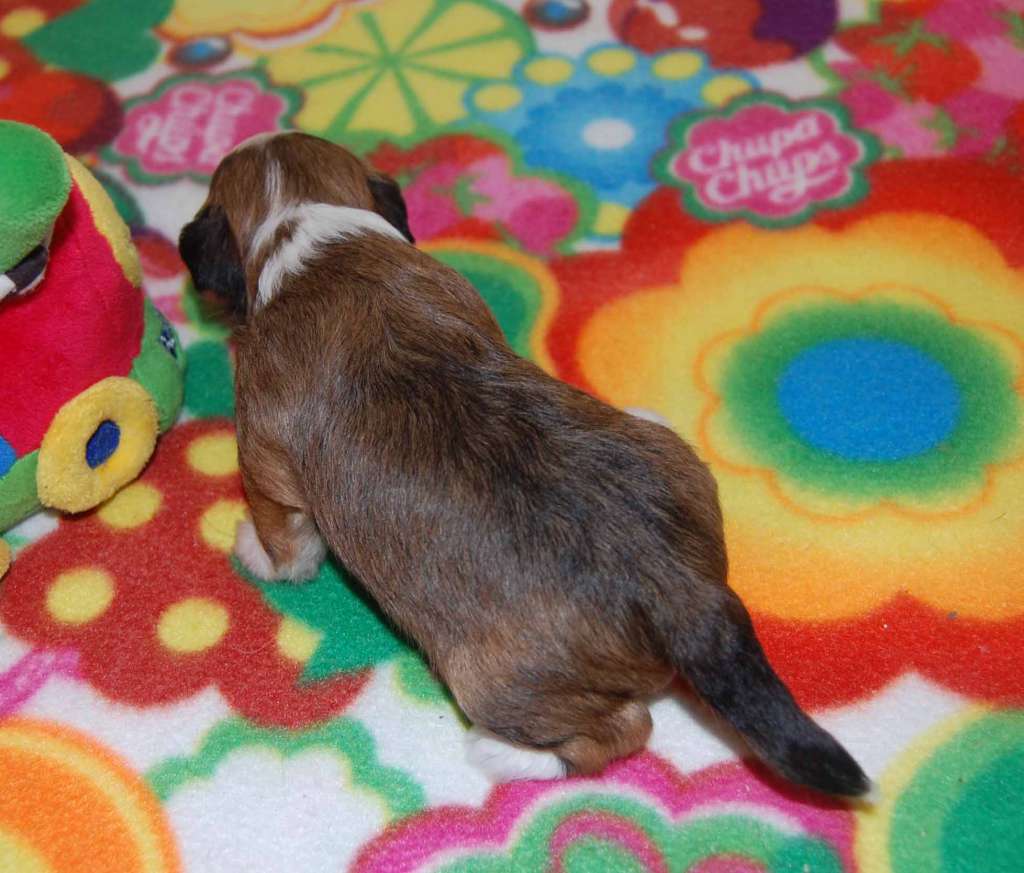 Gidaori Brazilian Carnival