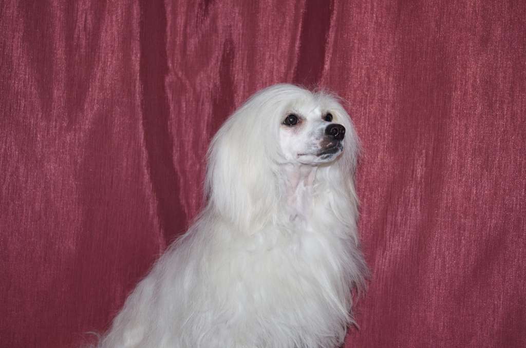 Vita - Asol Godemana