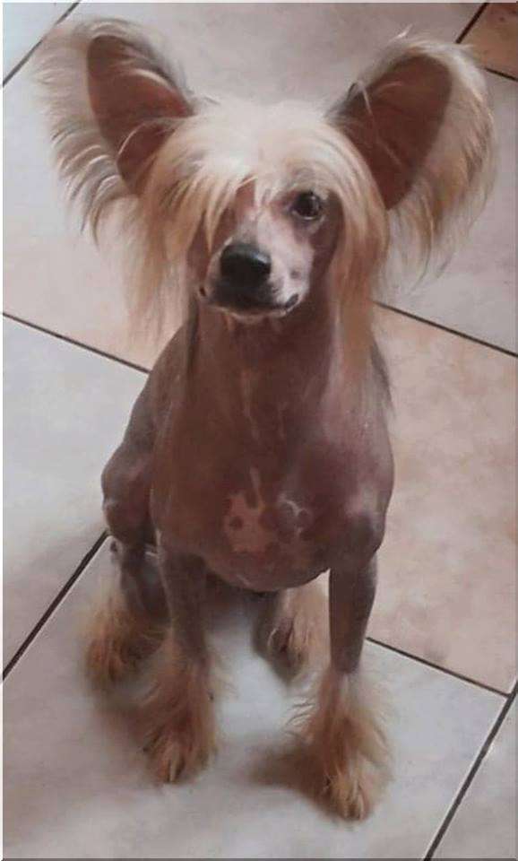 Fundoklia-völgyi Kaszanics  X'treme Charm  from D.