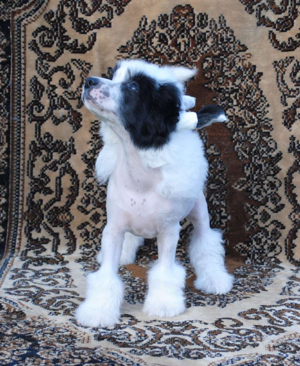 Ukraine  Dom Risorto