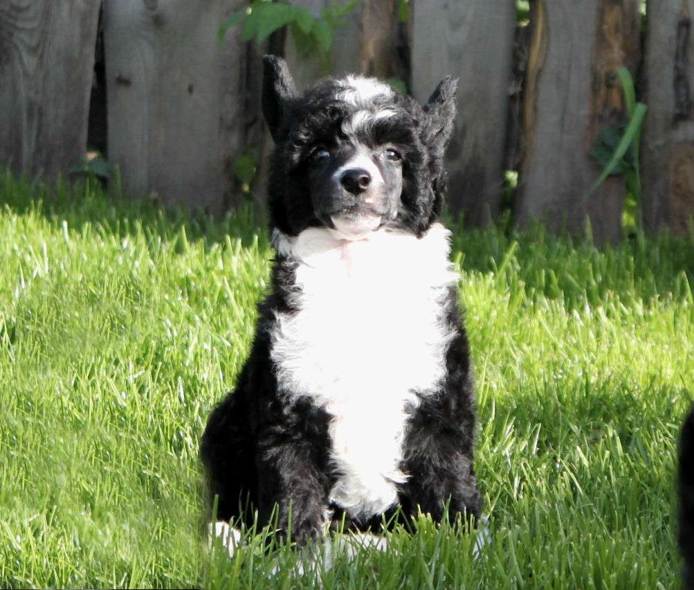 Nezhny Angel Golds Work