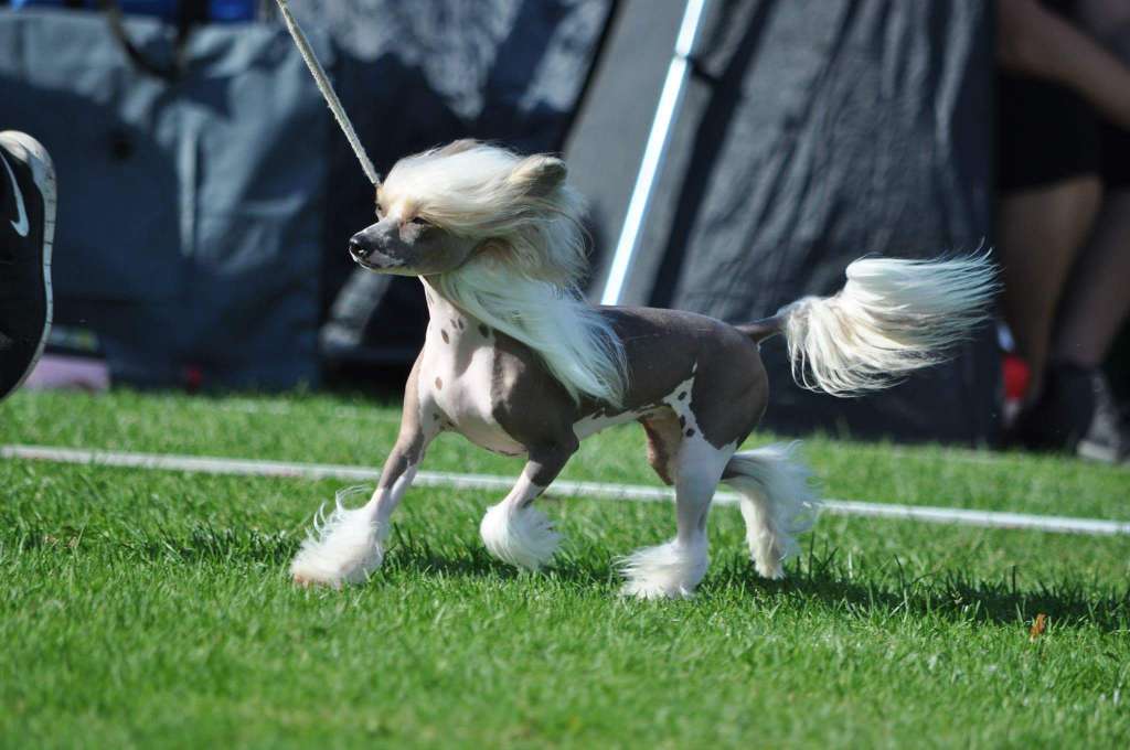 Jean Dark Girl Next Door