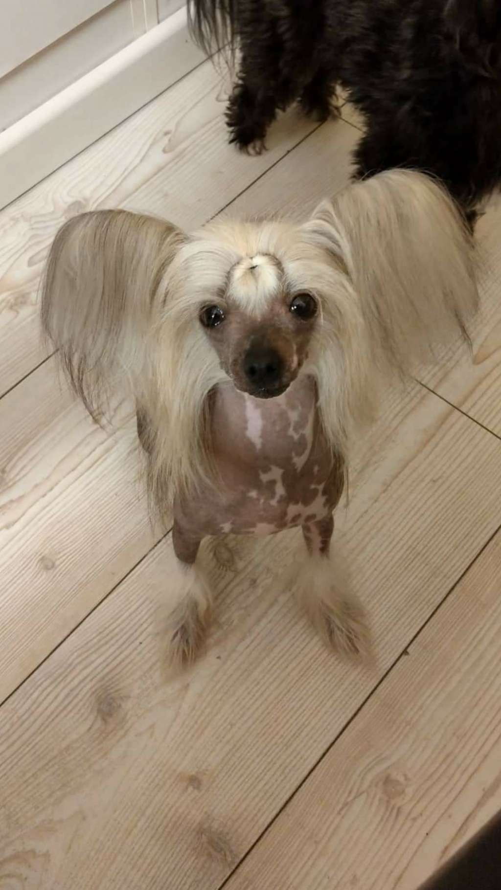 Parvana Allaire Diamond Place