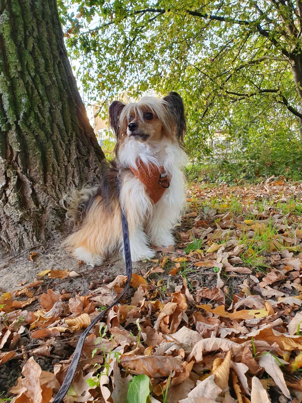 Nirwana Little Charmings.