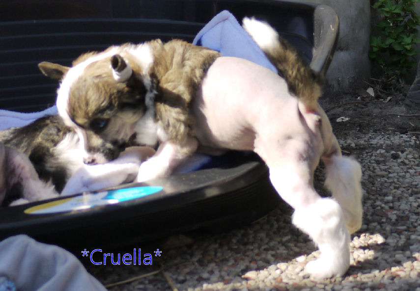 Never Ending Love Little Charmings.