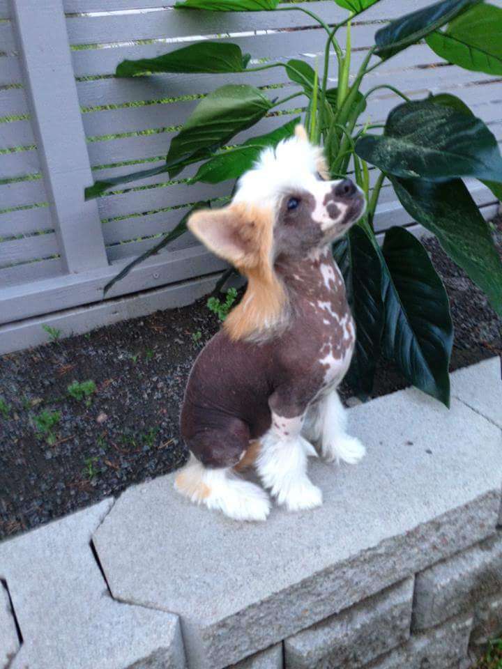 Mirbon's Creme Brulee