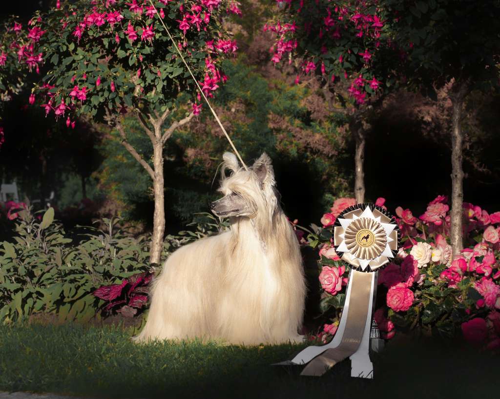 Mirbon's Cherry Kiss