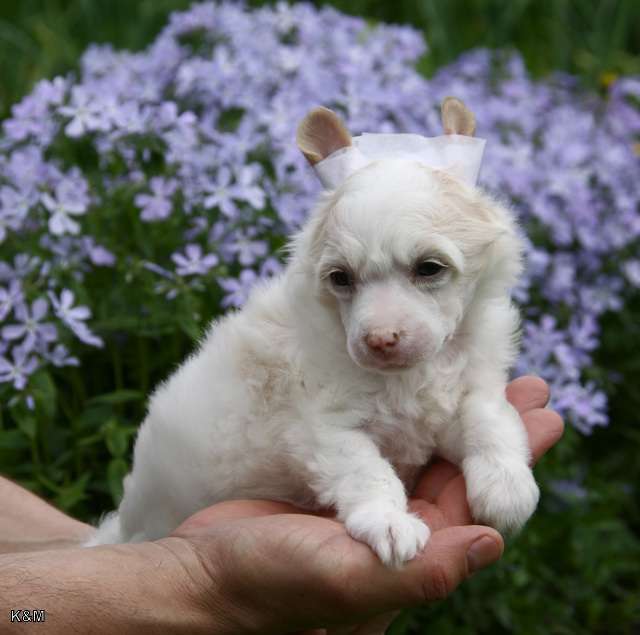 Credo Marini Charming Creature