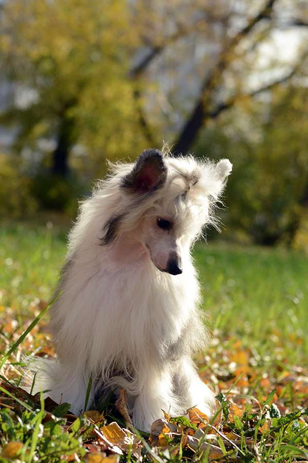 Kranar Chapa-de-Mota