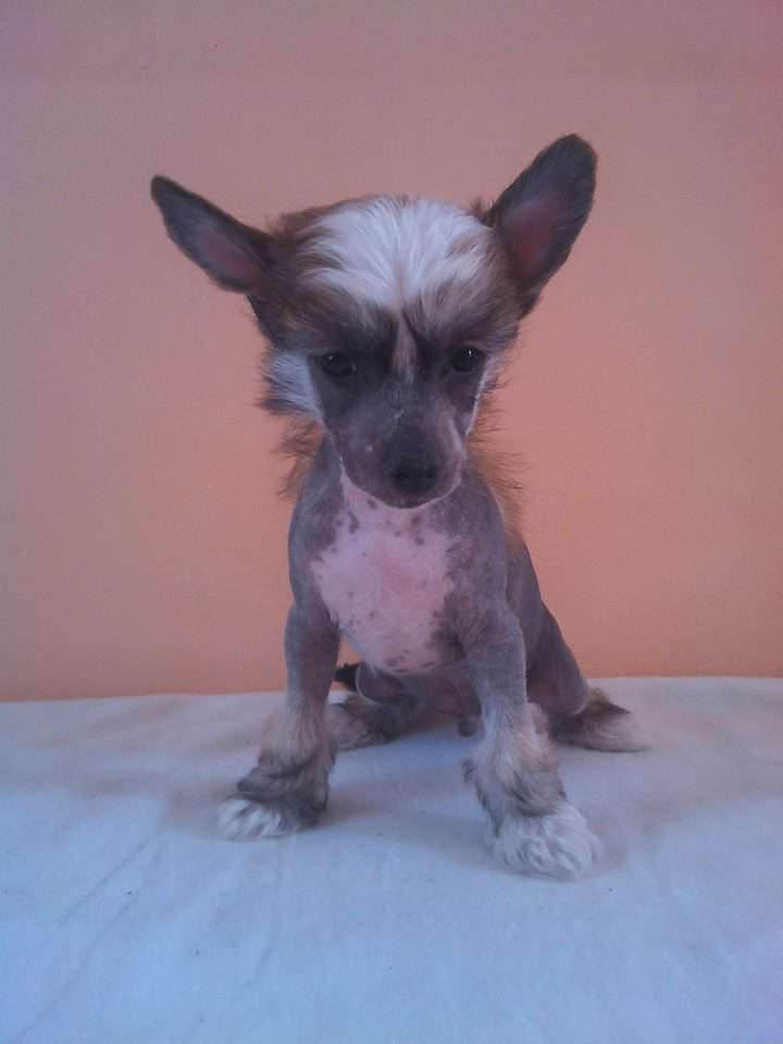 Brixenn Moravia Carolline