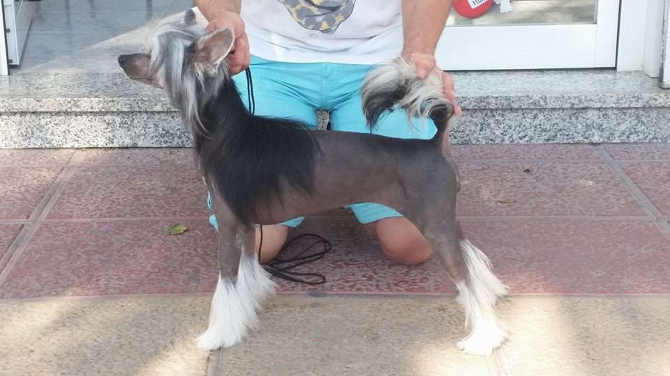 fabulosa de los jumichatos