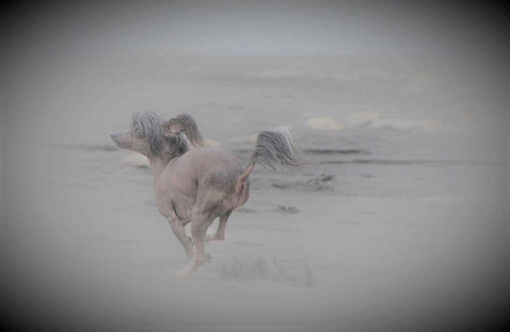 Bielka's Trollhassel