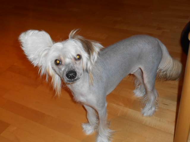 Old Chum's Rum And Coconut