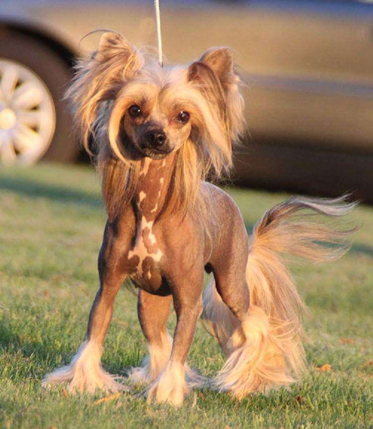 Tournais Wicked Weekend Witchcraft