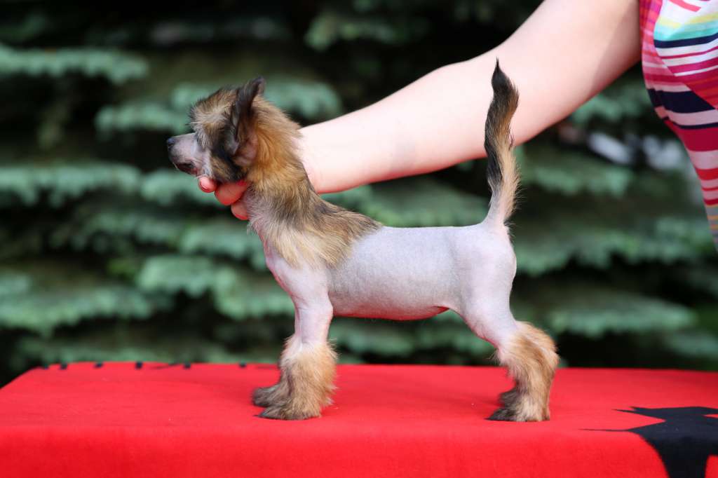 Incanto Del Mondo Melody of Love